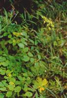 Thalictrum aquilegifolium extract