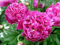 Paeonia lactifiora extract