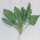Sodium copper chlorophyllin