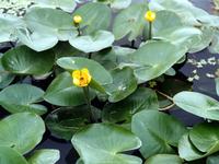 Nuphar Pumilum extract