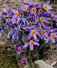 Pulsatilla ambigua extract