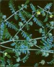 Tribulus terrestris saponin