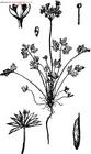 Leptopyrum fumarilodes extract
