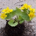 Caltha membranacea extract