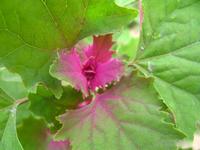 Chenopodium album  extract