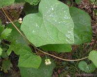Menispermum dauricum extract