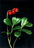 Lingonberry extract