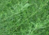 Artemisinin