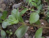 Portulaca oleracea extract