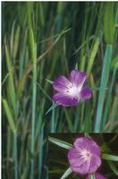 Agrostemma githago  extract