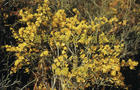 Limonium aureum extract