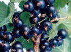 Black currant color