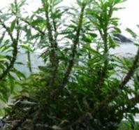 Huperzine A  (Huperzia Serrate extract )
