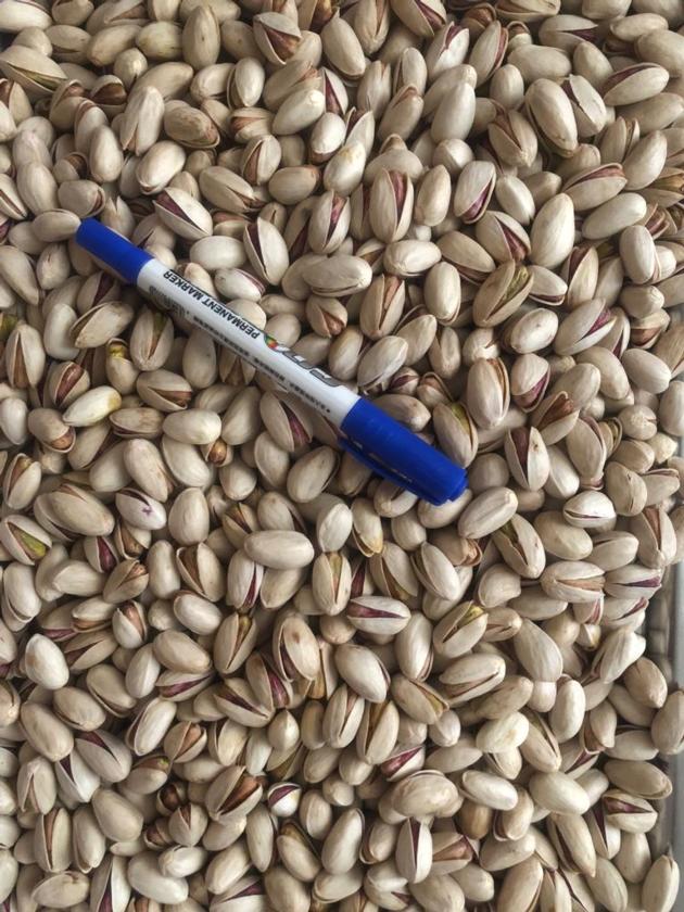 Long Ahmad Aghaei Pistachio