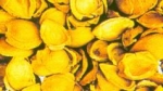 Apricot Activated Carbon