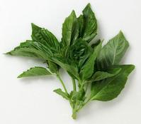 Basil