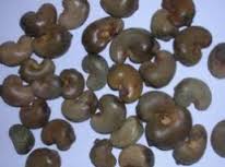 2015 Raw Cashew Nuts Crop Available
