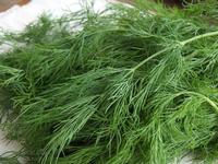 Dill