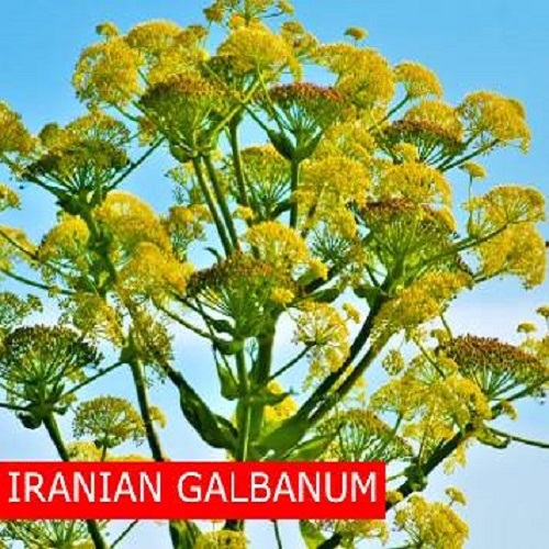 Galbanum