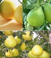 mango,corin,seafood