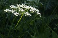 Anise