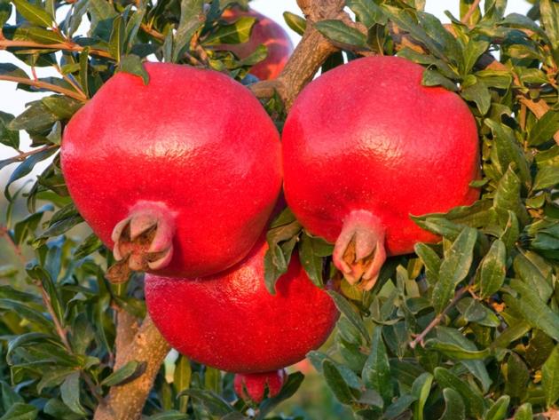 Fresh pomegranate