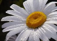 Camomile Flower