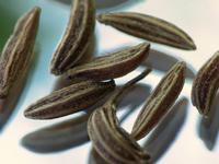 Caraway