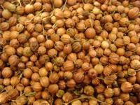 Coriander