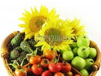 Apple PE. Phloridzin4%--98%,HPLC,self factory