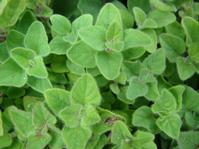 Marjoram
