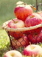 Apple Extract Polyphenols50--90%,Folin-C