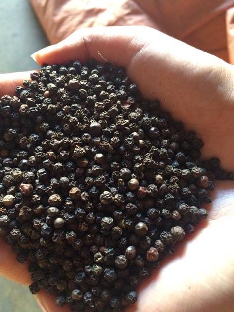 Vietnam black pepper whole