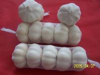 pure white fresh galic 