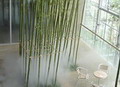 Cool Fog System