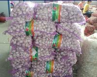 white garlic