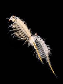artemia