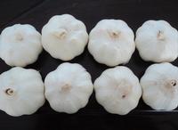 Pure White Garlic