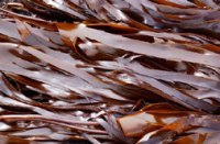 seaweed
