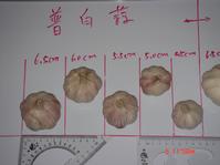 Chinese Garlic