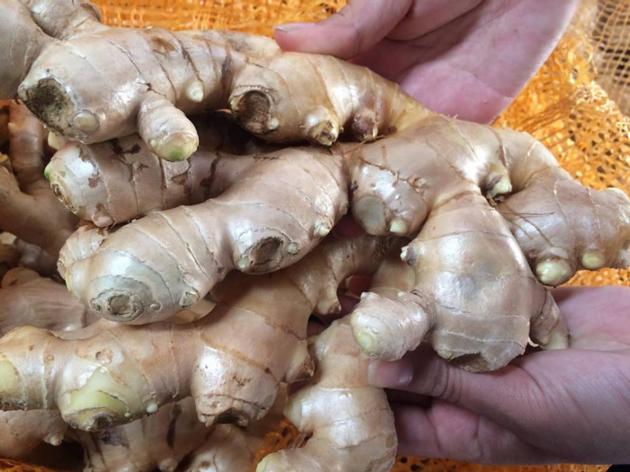 FRESH GINGER VIETNAM ORIGIN