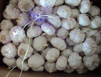 Normal   White Garlic