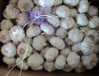red garlic 