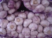 organic garlic
