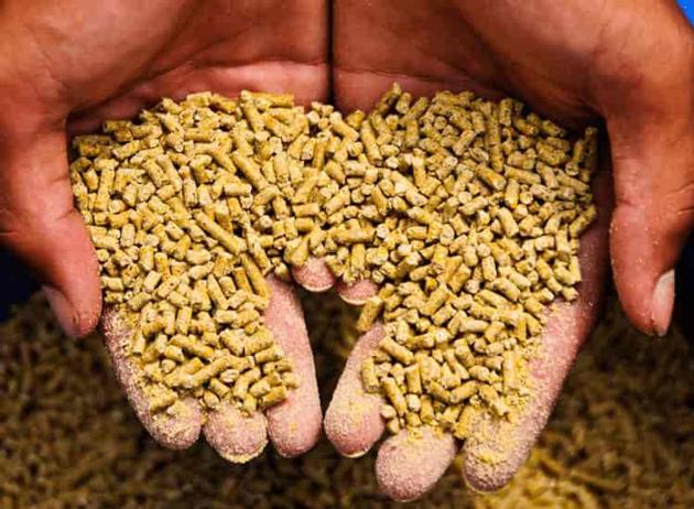 Cattle Feed