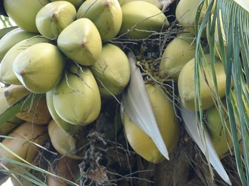 Extra Virgin Coconut Oil