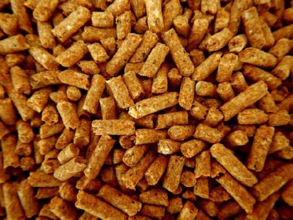 Cattle Feed