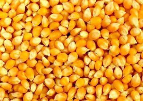 RAW MATERIALS FOR CATTLE FEED
