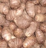 taro