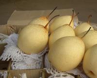 YA Pear